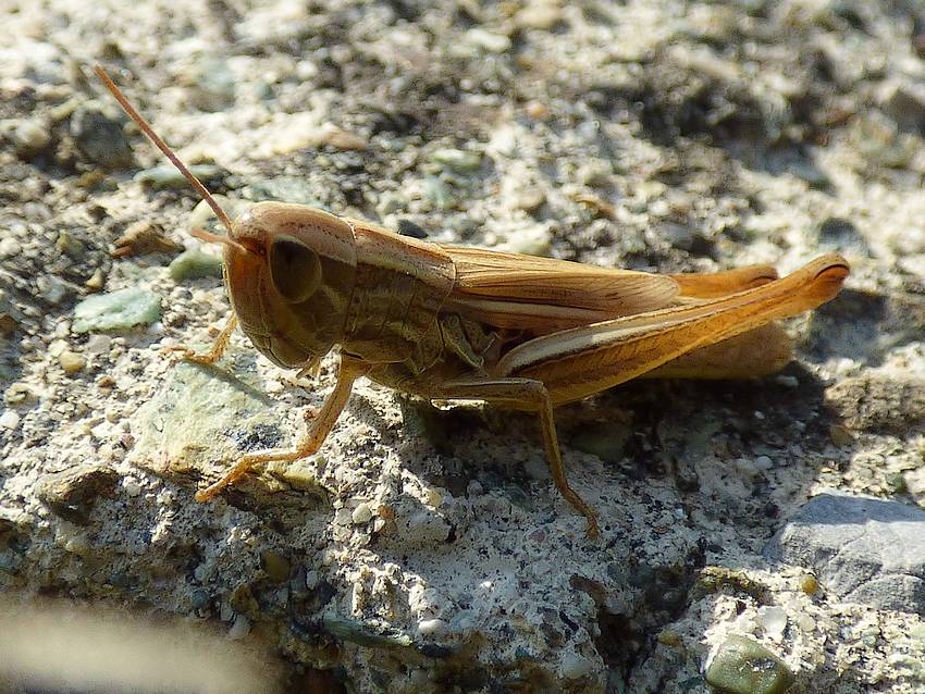 grillo campestre?  No, Acrididae: Euchorthippus declivus, femmina